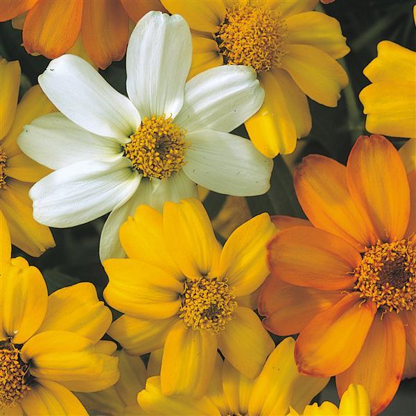 ZINNIA angustifolia STAR MIX STARBRIGHT